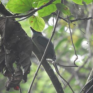 Keel-billed Motmot (Electron carinatum)