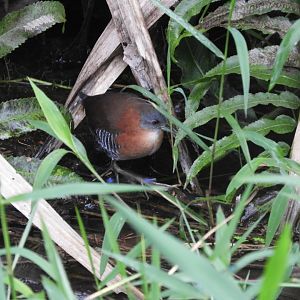 White-throated Crake (Laterallus albigularis)