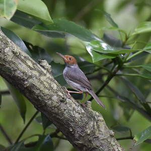Ashy Tailorbird ~ Sungei Buloh Wetland Reserve