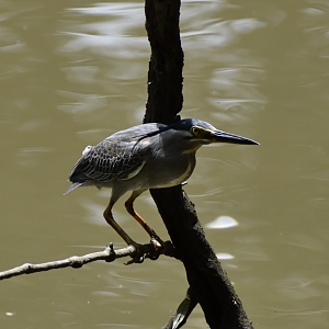 Stirated Heron ~ Sungei Buloh Wetland Reserve