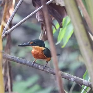 American Pygmy Kingfisher (Chloroceryle aenea)