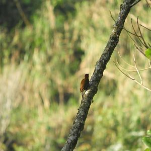 Smoky-brown Woodpecker (Dryobates fumigatus)
