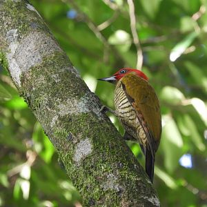 Rufous-winged Woodpecker (Piculus simplex)