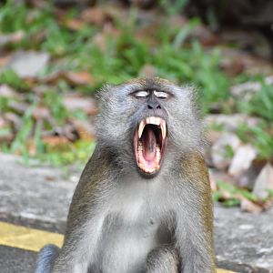 Crab Eating Macaque ~ Thomson Nature Park