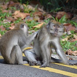 Crab Eating Macaque ~ Thomson Nature Park