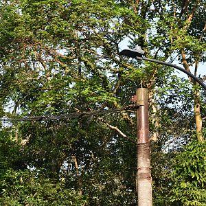 Raffle's Banded Langur Bridge ~ Thomson Nature Park