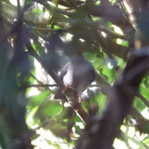 Black-faced Solitare (Myadestes melanops)