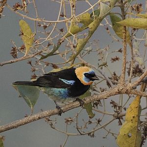 Golden-hooded tanager