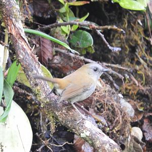 Black-billed Nightingale-Thrush (Catharus gracilirostris)