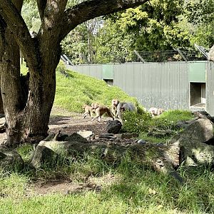 Hamadryas Baboon (Running)