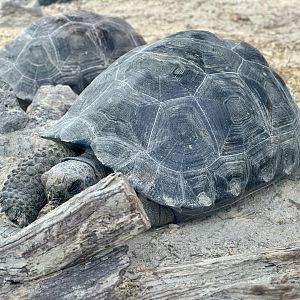 Juvenile Galapagos Tortoise