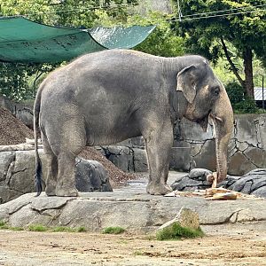 Burma (Indian Elephant) Eating