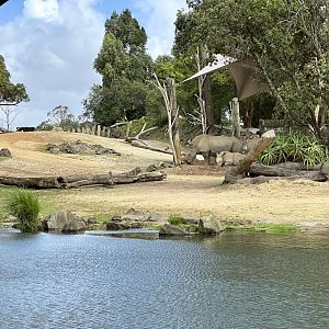 Rhinos at Waterhole