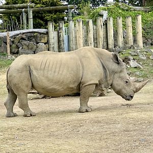 Zambezi (Southern White Rhinoceros)