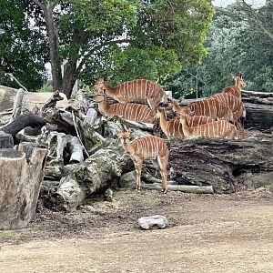 Lowland Nyala Herd