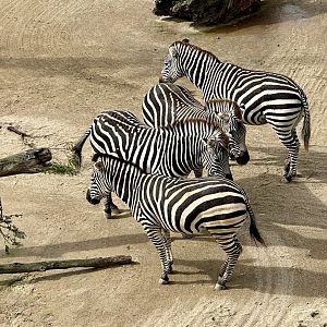 Plains Zebra Herd
