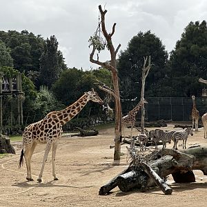 Giraffe and Zebra Herds