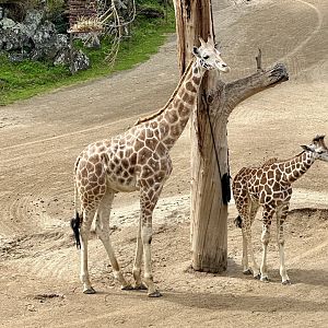 Giraffe (Siblings)