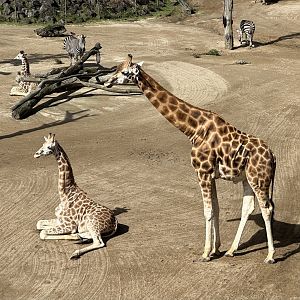 Giraffe (Father and Son)