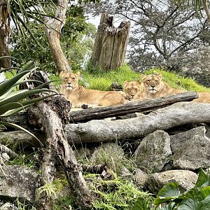 Lionesses (Lion Hill)