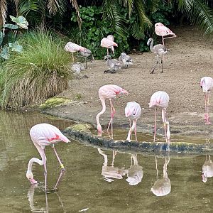 Greater Flamingo Flock