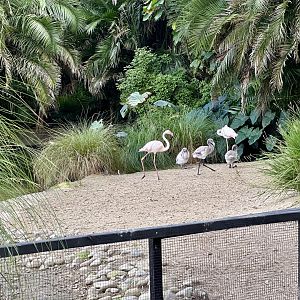 Greater Flamingo Crèche