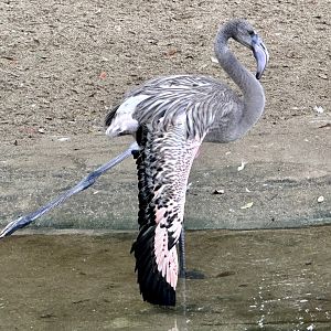 Juvenile Greater Flamingo