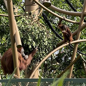 Melur and Bahmi (Bornean Orangutan)