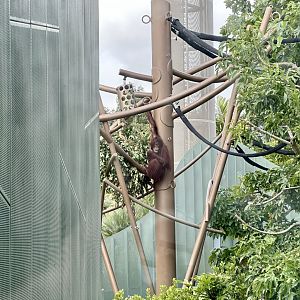 Daya (Bornean Orangutan)