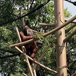 Charlie (Bornean Orangutan)