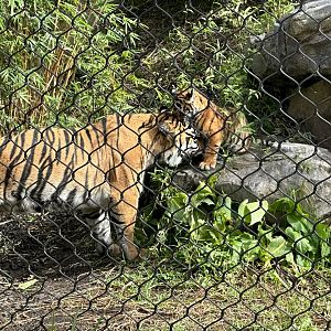 Zayana nuzzling Cahya