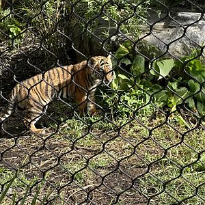 Cahya (3 months old)