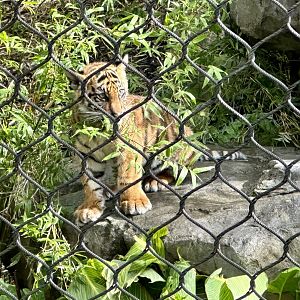 Cahya (3 months old)