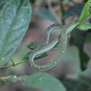 Wagler's Pit Viper ~ Lower Pierce Reservoir Park