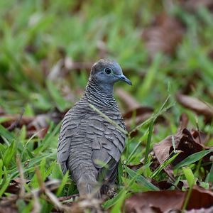 Zebra Dove ~ Bishan Ang mo kio Park