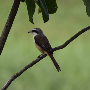 Brown Shrike ~ Bishan Ang mo kio Park