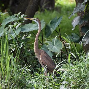Purple Heron ~ Bishan Ang mo kio Park