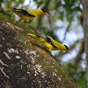 Black Napped Oriole ~ Bishan Ang mo kio Park