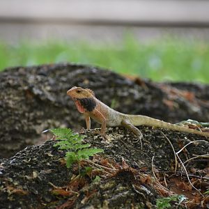 Changeable Lizard ~ Bishan Ang mo kio Park