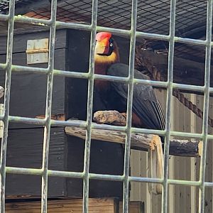 Gulf Breeze Zoo - Philippine Hornbill