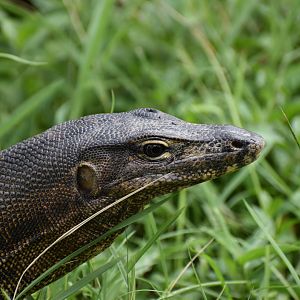 Malayan Water Monitor ~ Bishan Ang mo kio Park