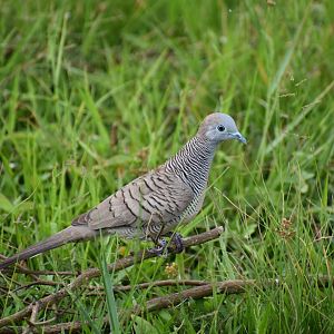 Zebra Dove ~ Bishan Ang mo kio Park