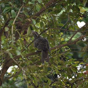 Asian Koel ~ Bishan Ang mo kio Park