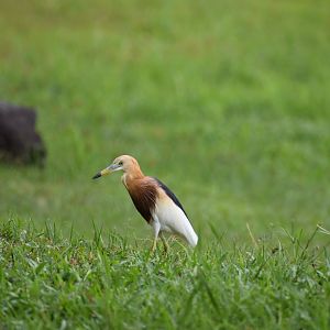 Javan Pond Heron ~ Bishan Ang mo kio Park