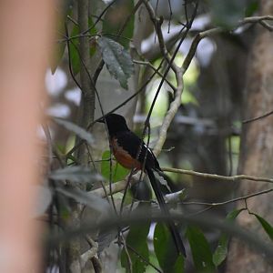 White Rumped Shama ~ Pulau Ubin