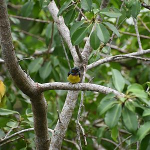 Brown Throated Sunbird ~ Pulau Ubin