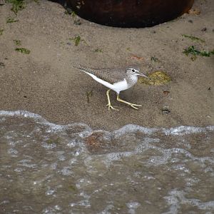Common Sandpiper ~ Pulau Ubin