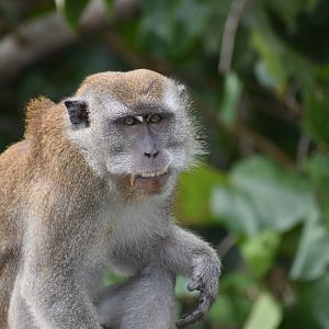 Crab Eating Macaque ~ Pulau Ubin