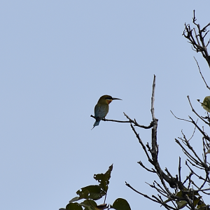 Blue Tailed Bee Eater ~ Pulau Ubin