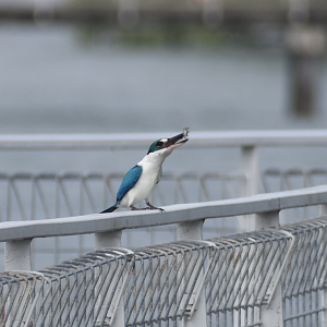 Collared Kingfisher ~ Pulau Ubin